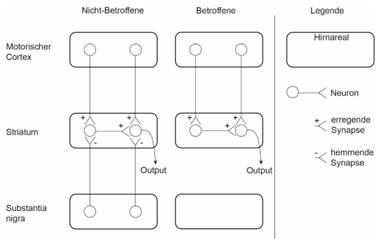 Diagramm: Motorischer Cortex, Striatum, Substantia nigra; Vergleich Nicht-Betroffene vs Betroffene; Synapsenlegende.